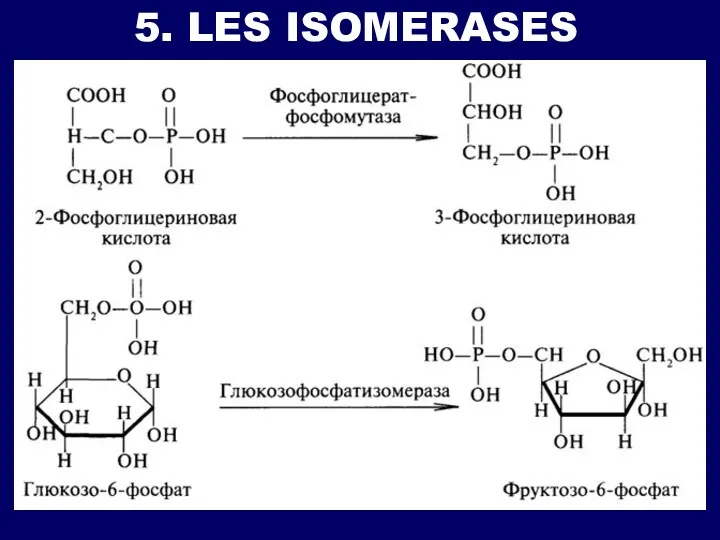 5. LES ISOMERASES