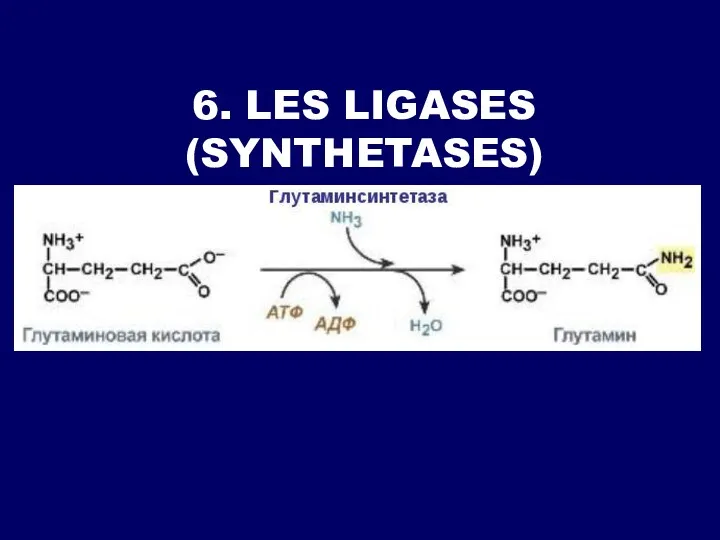6. LES LIGASES (SYNTHETASES)