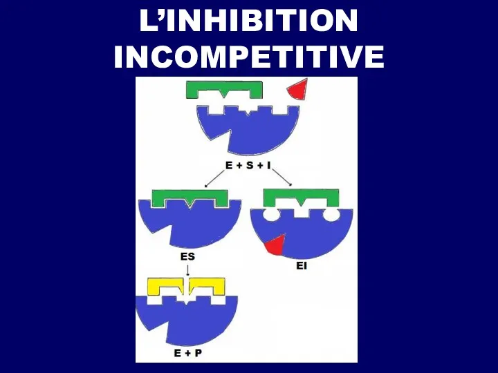 L’INHIBITION INCOMPETITIVE