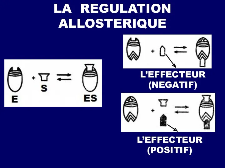 LA REGULATION ALLOSTERIQUE L’EFFECTEUR (NEGATIF) L’EFFECTEUR (POSITIF)