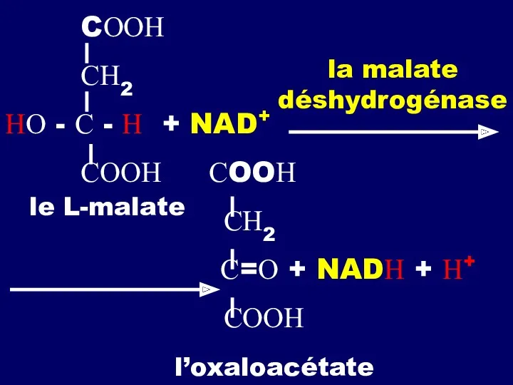 CООН СН2 НО - С - Н + NAD+ СООН