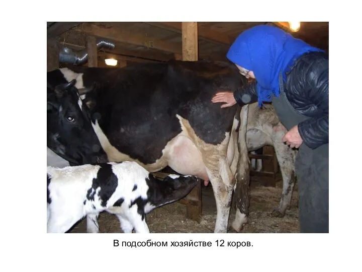 В подсобном хозяйстве 12 коров.