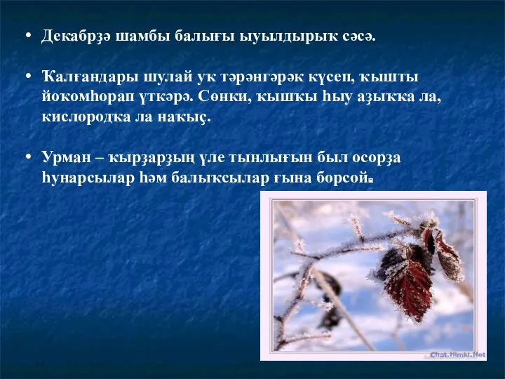 Декабрҙә шамбы балығы ыуылдырыҡ сәсә. Ҡалғандары шулай уҡ тәрәнгәрәк күсеп,