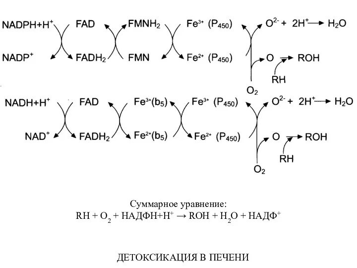 Суммарное уравнение: RН + О2 + НАДФН+Н+ → RОН + Н2О + НАДФ+ ДЕТОКСИКАЦИЯ В ПЕЧЕНИ