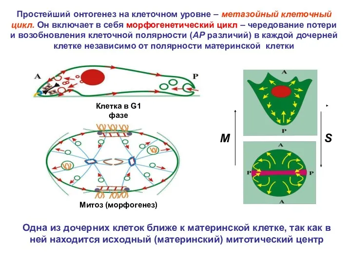 Простейший онтогенез на клеточном уровне – метазойный клеточный цикл. Он