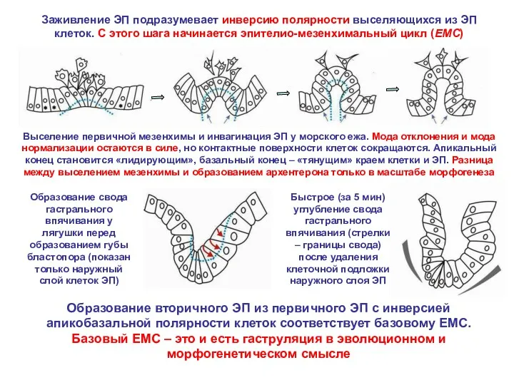 Заживление ЭП подразумевает инверсию полярности выселяющихся из ЭП клеток. С