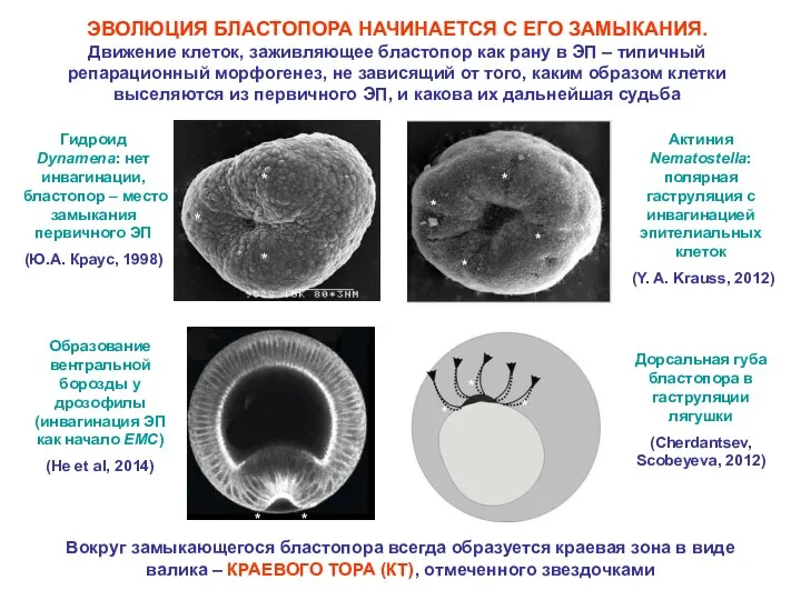 ЭВОЛЮЦИЯ БЛАСТОПОРА НАЧИНАЕТСЯ С ЕГО ЗАМЫКАНИЯ. Движение клеток, заживляющее бластопор