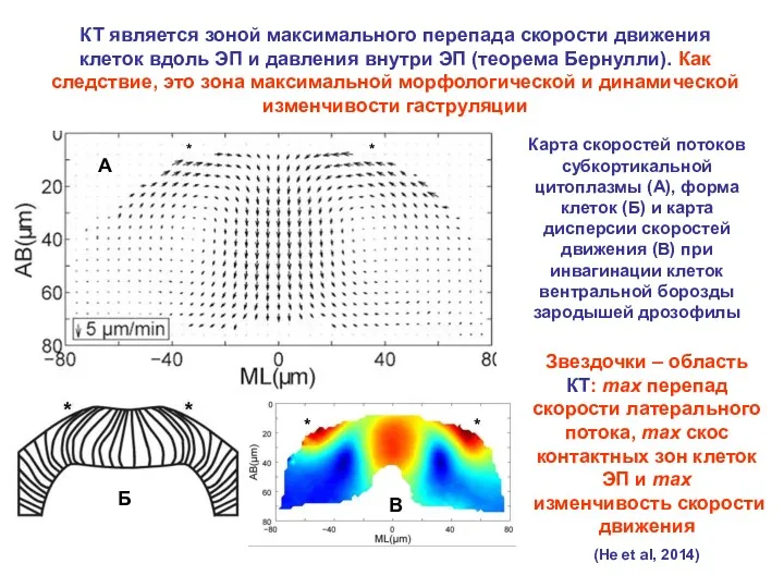 КТ является зоной максимального перепада скорости движения клеток вдоль ЭП