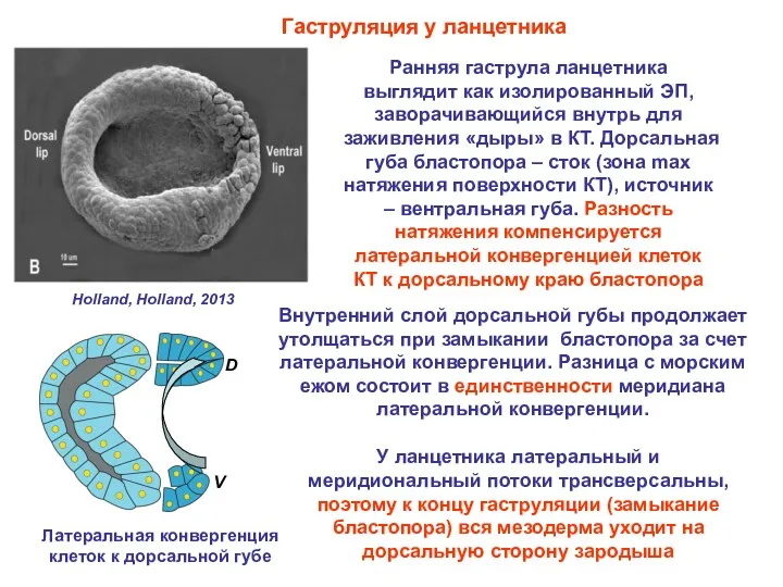 Гаструляция у ланцетника Ранняя гаструла ланцетника выглядит как изолированный ЭП,