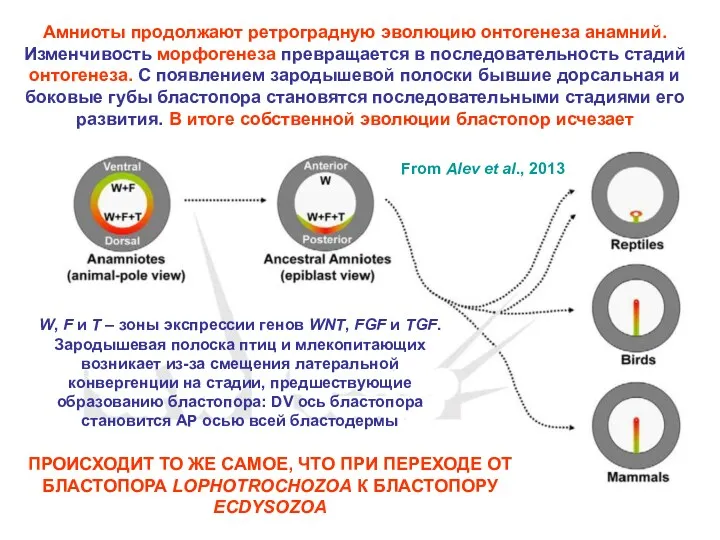 Амниоты продолжают ретроградную эволюцию онтогенеза анамний. Изменчивость морфогенеза превращается в