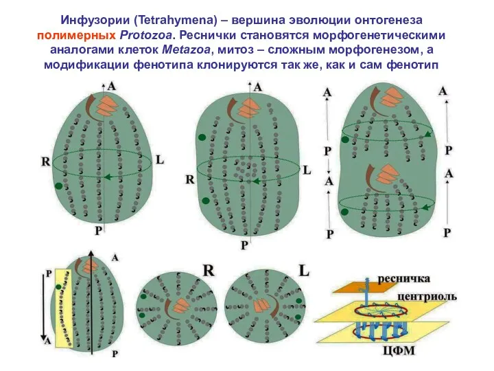 Инфузории (Tetrahymena) – вершина эволюции онтогенеза полимерных Protozoa. Реснички становятся