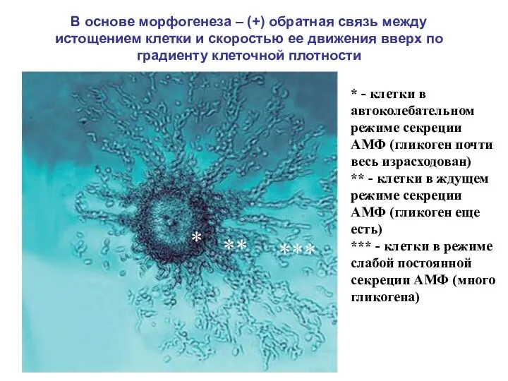 * - клетки в автоколебательном режиме секреции АМФ (гликоген почти