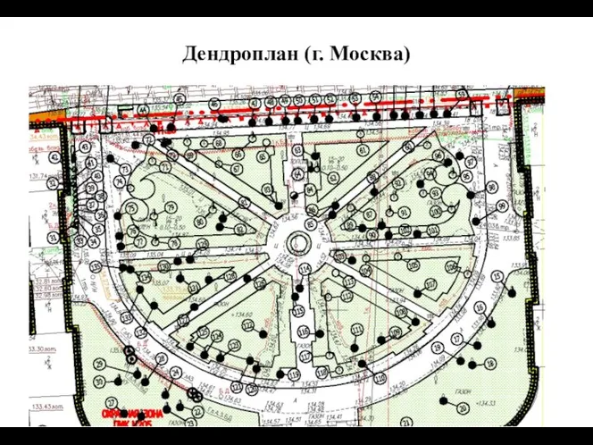 Дендроплан (г. Москва)