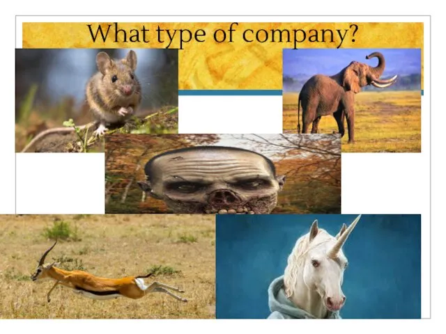What type of company?