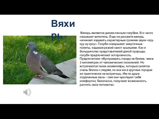 Вяхирь Вяхирь является диким лесным голубем. Его часто называют витютень.