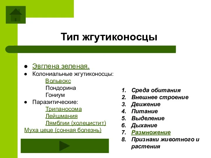 Тип жгутиконосцы Среда обитания Внешнее строение Движение Питание Выделение Дыхание