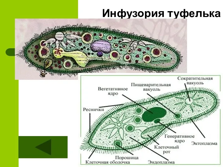 Инфузория туфелька