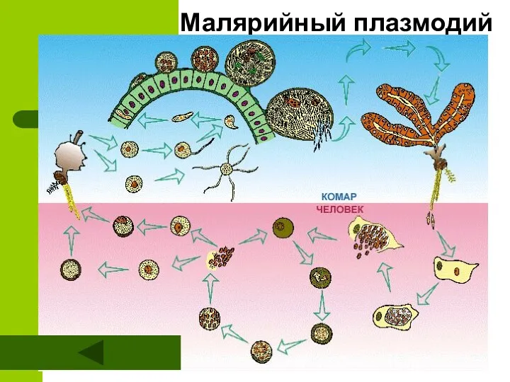 Малярийный плазмодий