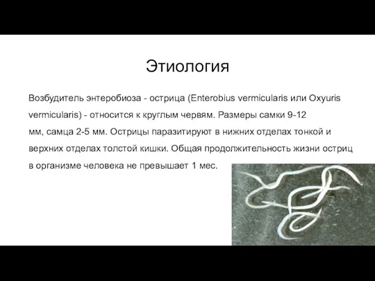 Этиология Возбудитель энтеробиоза - острица (Enterobius vermicularis или Oxyuris vermicularis)