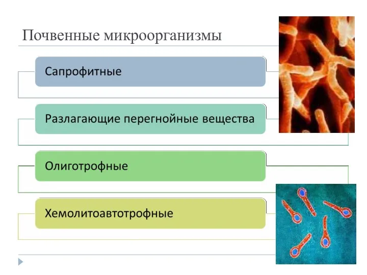 Почвенные микроорганизмы