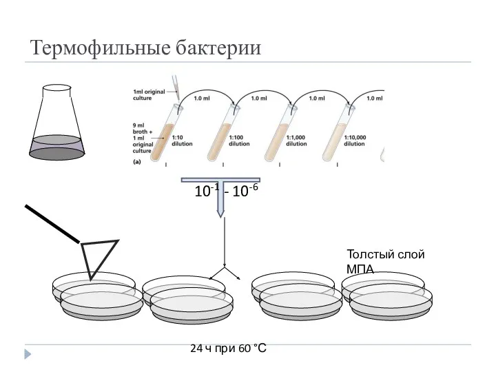 Термофильные бактерии 10-1 - 10-6 24 ч при 60 °С Толстый слой МПА