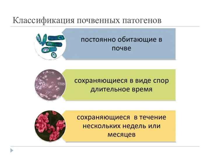 Классификация почвенных патогенов