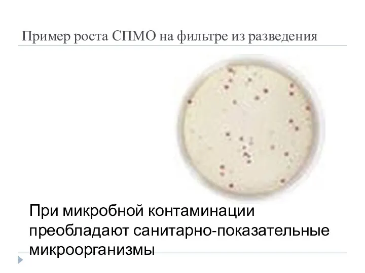 Пример роста СПМО на фильтре из разведения При микробной контаминации преобладают санитарно-показательные микроорганизмы