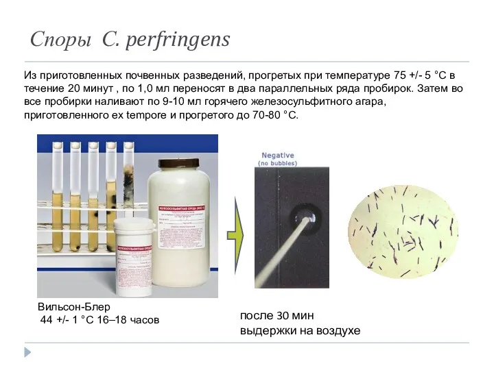 Споры С. perfringens Из приготовленных почвенных разведений, прогретых при температуре