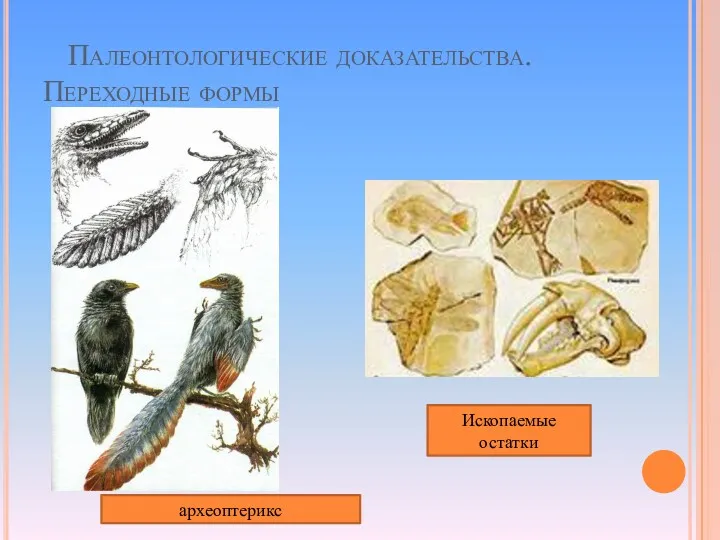 Палеонтологические доказательства. Переходные формы Ископаемые остатки археоптерикс