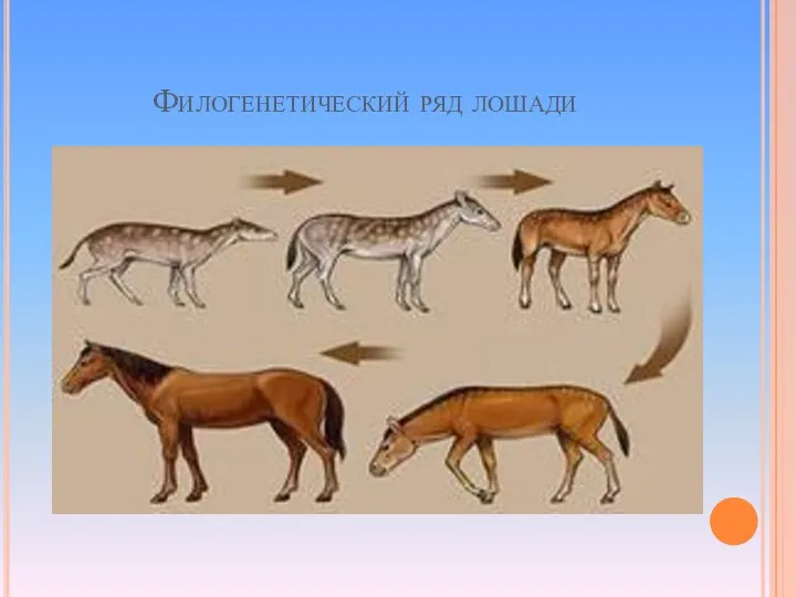 Филогенетический ряд лошади