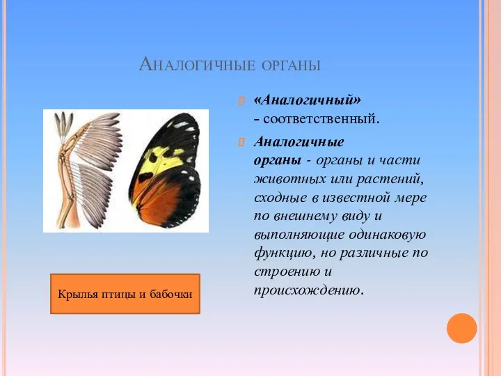 Аналогичные органы «Аналогичный» - соответственный. Аналогичные органы - органы и части животных или