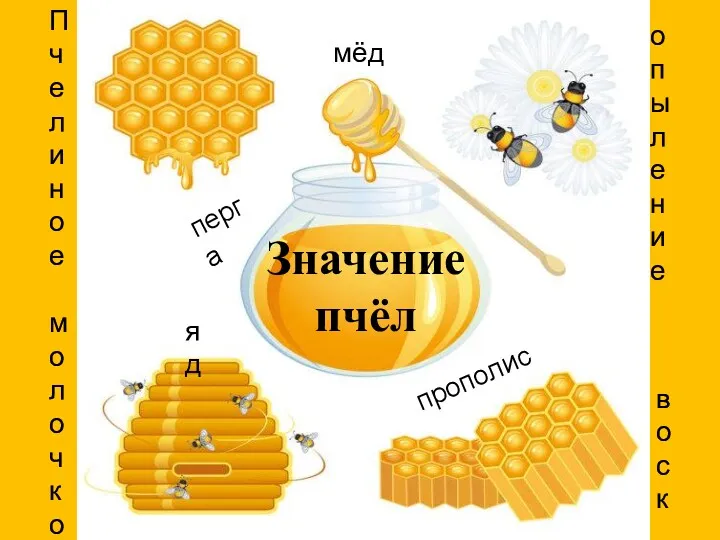 Значение пчёл мёд опыление воск Пчелиное молочко прополис яд перга