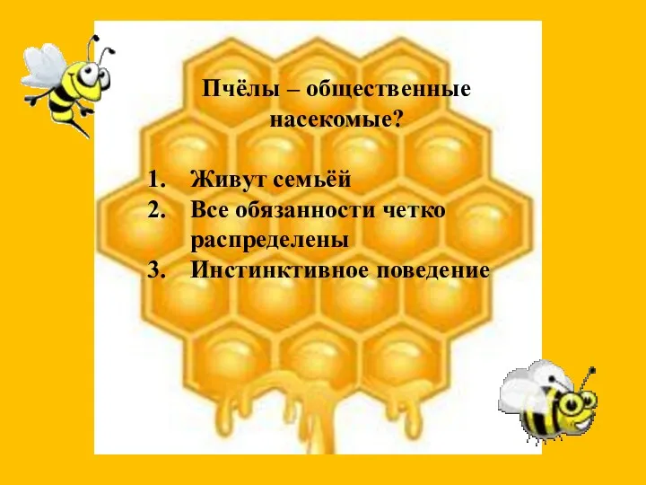 Пчёлы – общественные насекомые? Живут семьёй Все обязанности четко распределены Инстинктивное поведение