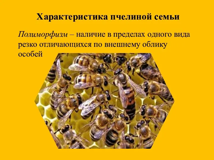 Характеристика пчелиной семьи Полиморфизм – наличие в пределах одного вида резко отличающихся по внешнему облику особей