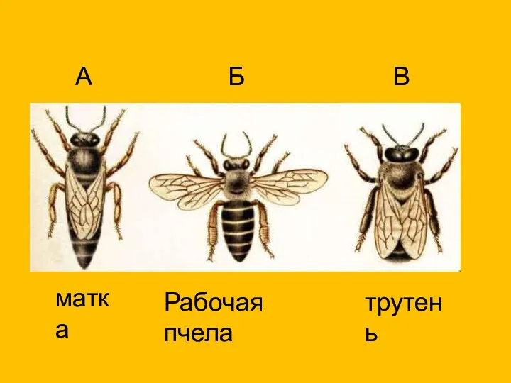 матка Рабочая пчела трутень А Б В