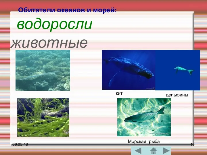 09.05.18 Обитатели океанов и морей: водоросли животные кит дельфины Морская рыба