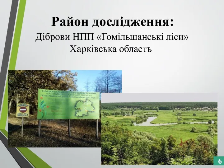 Район дослідження: Діброви НПП «Гомільшанські ліси» Харківська область