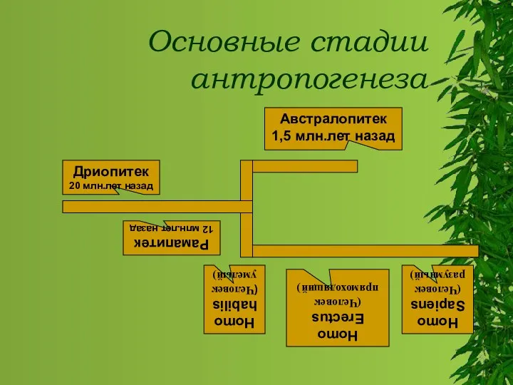 Основные стадии антропогенеза Дриопитек 20 млн.лет назад Рамапитек 12 млн.лет