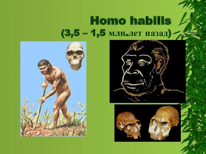 Homo habilis (3,5 – 1,5 млн.лет назад)