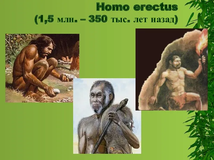 Homo erectus (1,5 млн. – 350 тыс. лет назад)