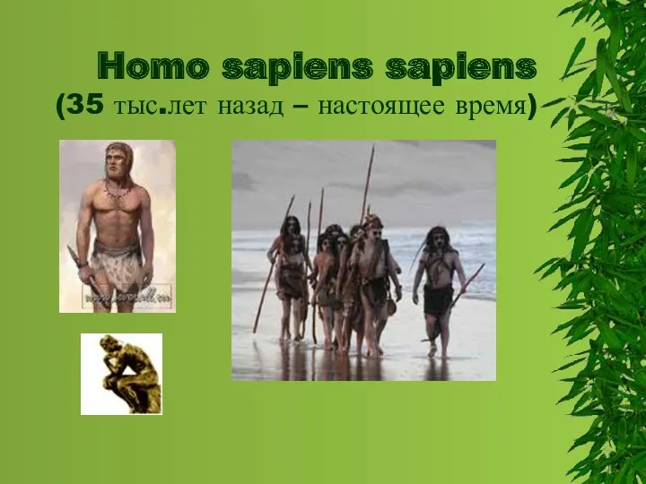 Homo sapiens sapiens (35 тыс.лет назад – настоящее время)