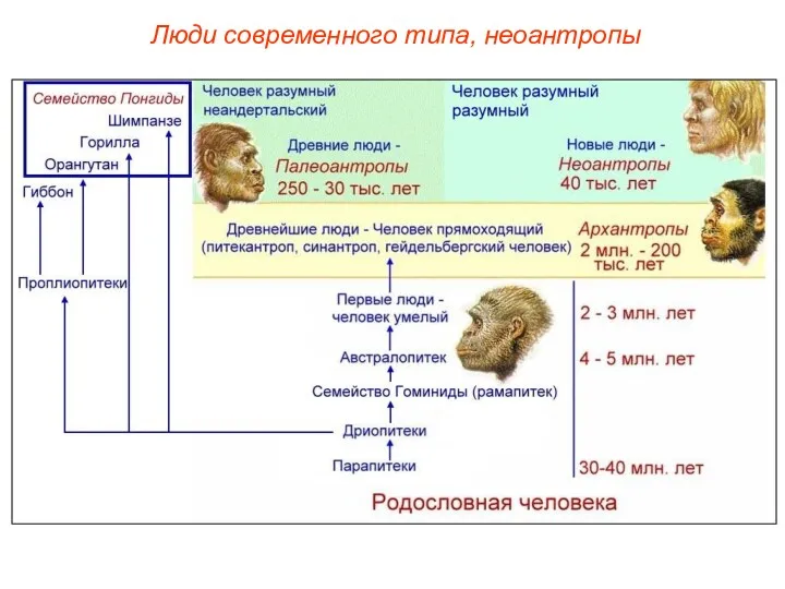 Люди современного типа, неоантропы