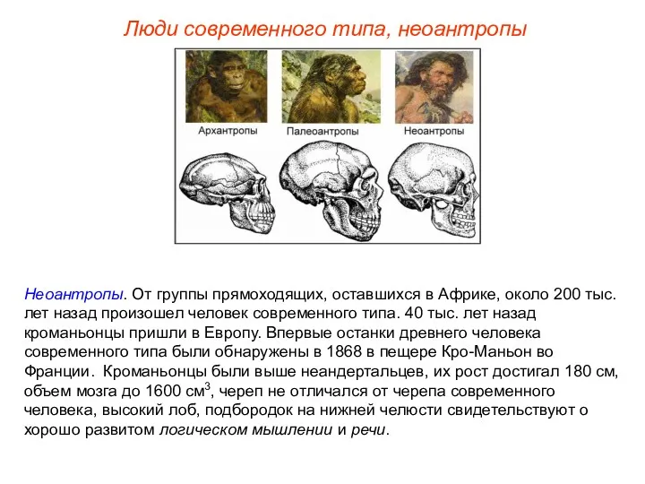 Люди современного типа, неоантропы Неоантропы. От группы прямоходящих, оставшихся в