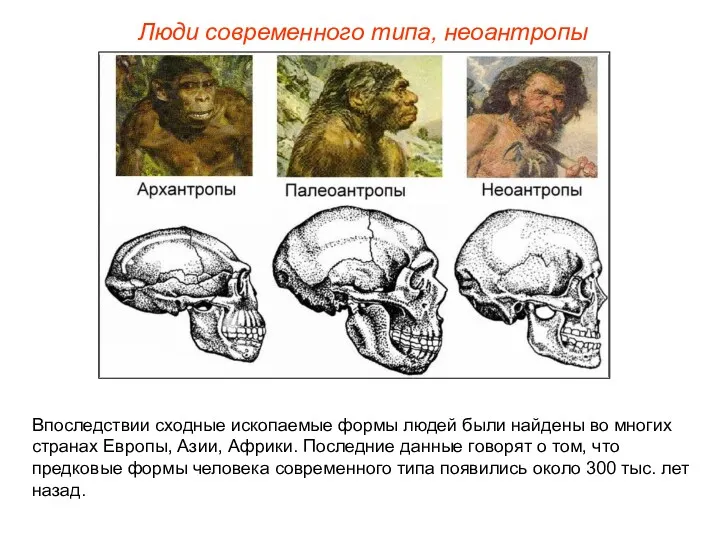 Люди современного типа, неоантропы Впоследствии сходные ископаемые формы людей были