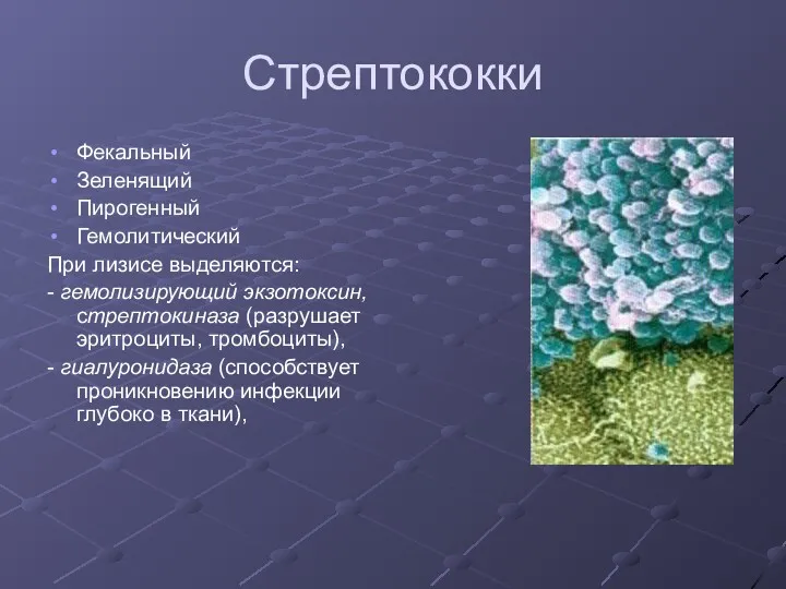 Стрептококки Фекальный Зеленящий Пирогенный Гемолитический При лизисе выделяются: - гемолизирующий