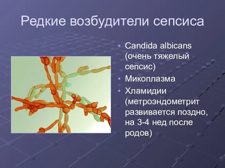 Редкие возбудители сепсиса Candida albicans (очень тяжелый сепсис) Микоплазма Хламидии