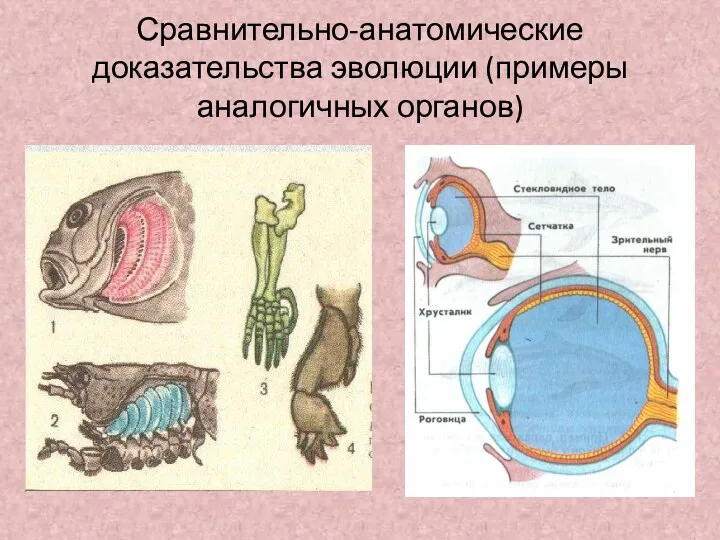 Сравнительно-анатомические доказательства эволюции (примеры аналогичных органов)