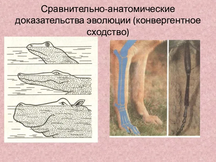 Сравнительно-анатомические доказательства эволюции (конвергентное сходство)