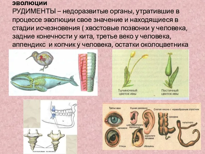 Сравнительно-анатомические доказательства эволюции РУДИМЕНТЫ – недоразвитые органы, утратившие в процессе