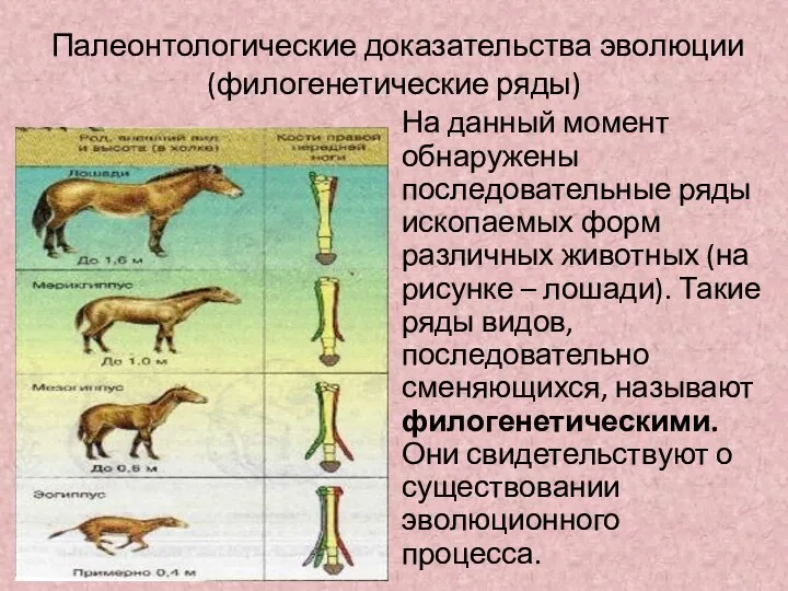 Палеонтологические доказательства эволюции (филогенетические ряды) На данный момент обнаружены последовательные ряды ископаемых форм